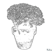 broccoli Coloring Pages To Print